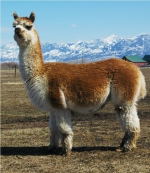 Alpaka, czyli lama peruwiańska